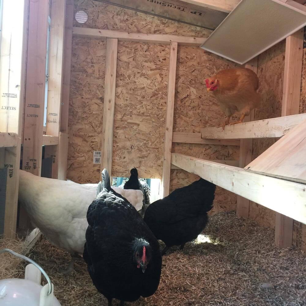 OverEZ Chicken Coop Medium Chicken Coop - Up to 10 Chickens