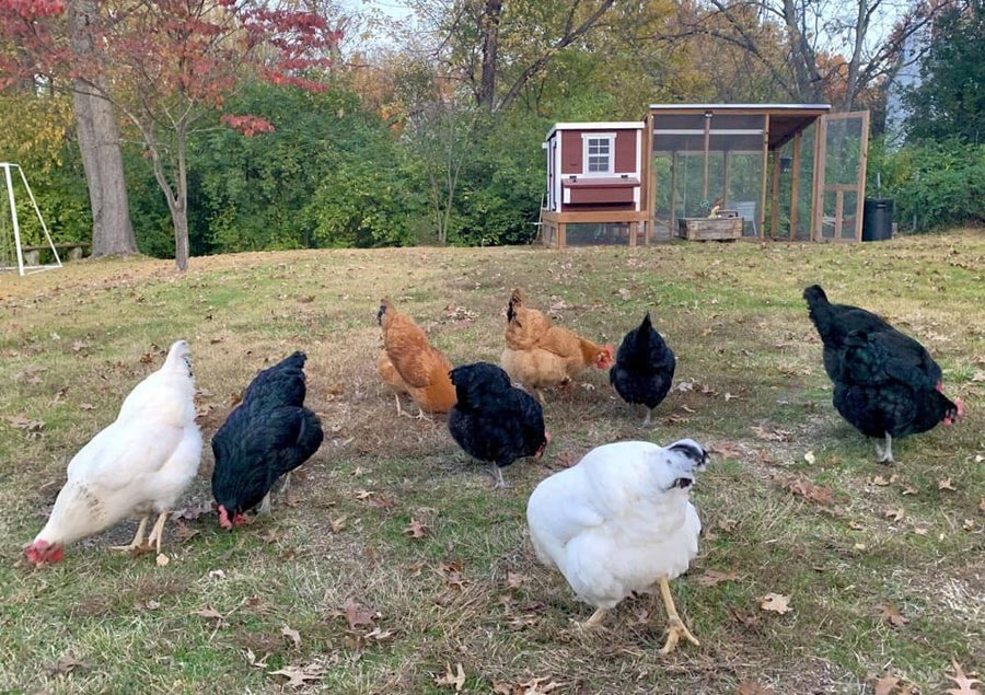 OverEZ Chicken Coop Medium Chicken Coop - Up to 10 Chickens