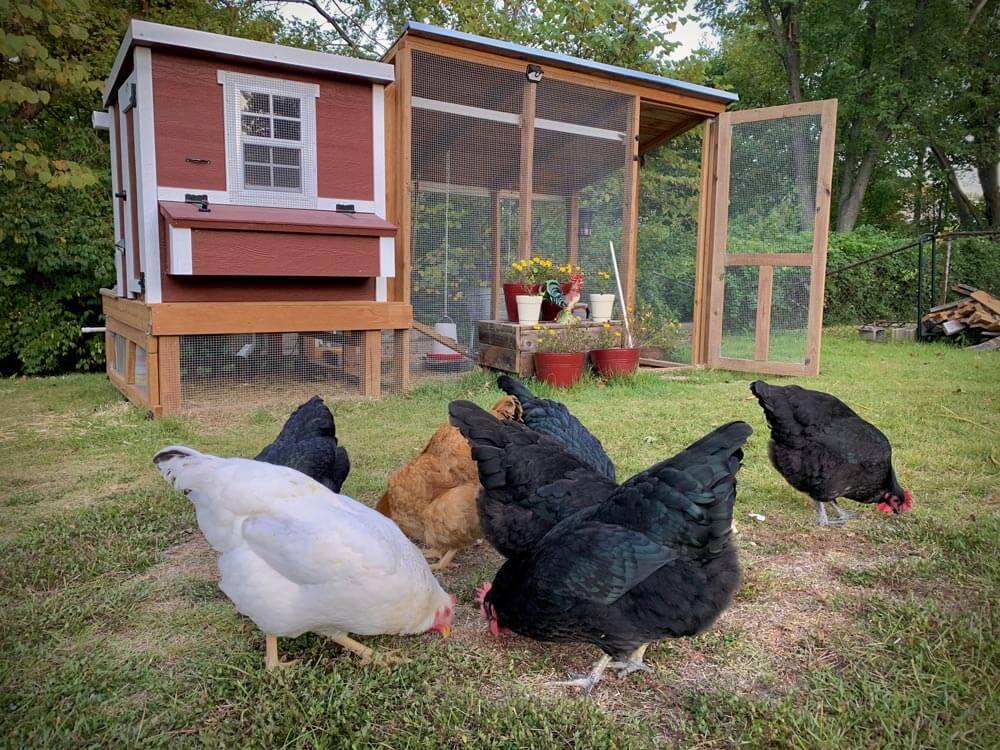 OverEZ Chicken Coop Medium Chicken Coop - Up to 10 Chickens
