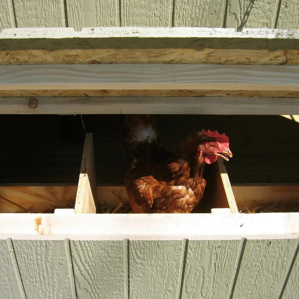 Little Cottage Co. Colonial Gable Chicken Coop